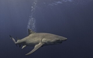 Sharks near Bahamas test positive for drugs