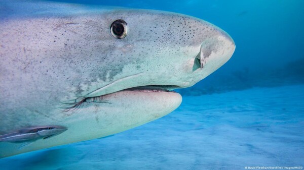 Sharks in Bahamas Test Positive for Cocaine and Pharmaceuticals
